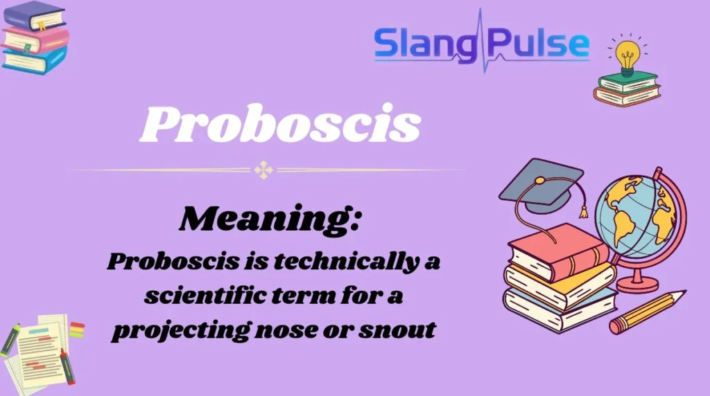 Proboscis